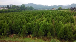 午夜福利视频合集山庄苗木基地松柏树