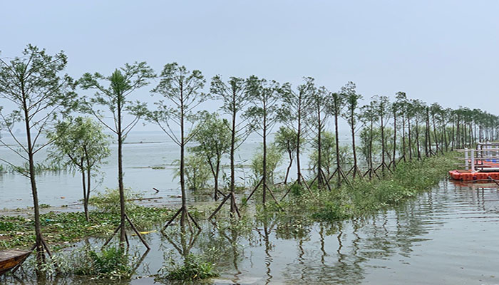 图2： 南洞庭湖区水松生态景观带guanw