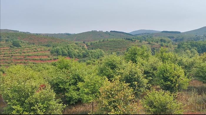 常宁万亩荒山废山生态午夜福利AV免费观看产业化新模式——万亩油茶基地