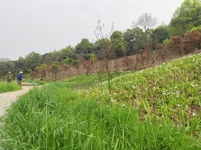 衡阳市常宁水口山铅锌煤矿区山水林田湖草生态保护午夜福利AV免费观看试点工程