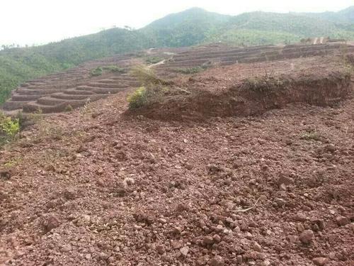 益阳市泥江口石子塘矿山生态午夜福利AV免费观看——国家油茶林示范基地