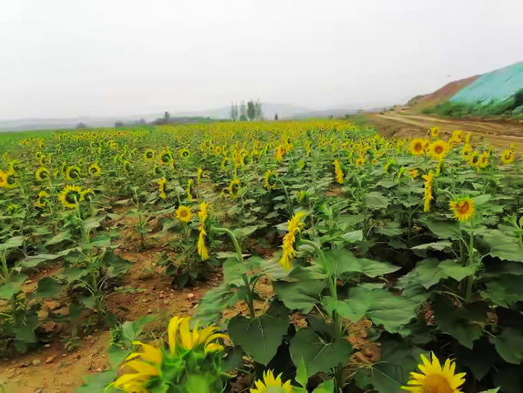 鹤壁市淇滨区南太行地区山水林田湖草生态保护午夜福利AV免费观看工程